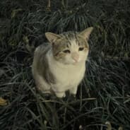 Rayce