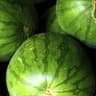 Melon Milk