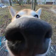 henlo