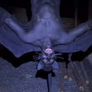 gato morcego