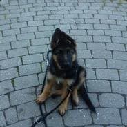 zew