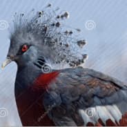 The Assassin Pigeon