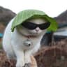 fett mystisk sallad på en katt