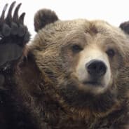 Grizzly