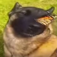 Doggy_noob