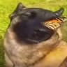 Doggy_noob