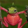 xREDxFROGx