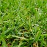 grass
