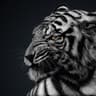 Enigma