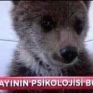 aypil