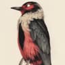 .BiRDY