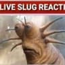 Live Slug Reaction