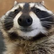Raccoon
