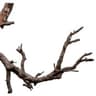 BranchBoy04