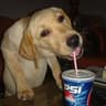 Bepis dog