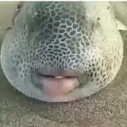 PlabFISH
