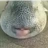 PlabFISH