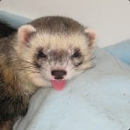 LeFerret
