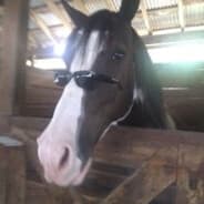 IAMTHEHORSE