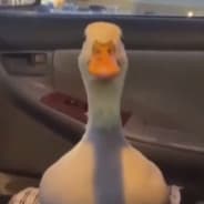 Ducky