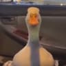 Ducky