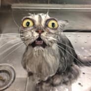 CATAHA