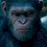 APES_TOGETHER_STRON