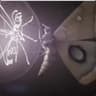 darkmoth