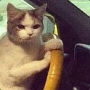 He's on cat already!