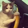 He's on cat already!