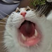 squital