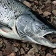Cryptosalmon