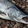 Cryptosalmon