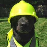 Pingvin ninja turtle