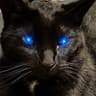 dr. awpEnheimer ฅ^◕ﻌ◕^ฅ