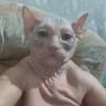 animal