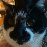 Herdle