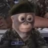 Monkey
