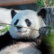 panda