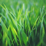 Grass Toucher