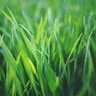 Grass Toucher