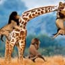 Giraffe Limbo