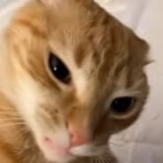 Fuzique