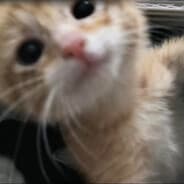 rat