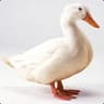 Jae #Duck