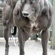 biggest dog