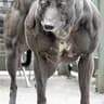 biggest dog
