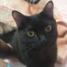 Otto