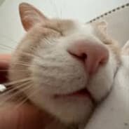 eepy cat