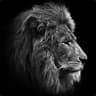 Black Lion